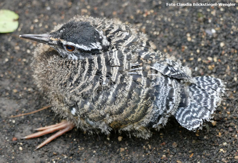 Sonnenrallen-Jungvogel am 9. April 2018 in der Freiflughalle am Vogelhaus im Zoologischen Garten der Stadt Wuppertal (Foto Claudia Böckstiegel-Wengler)