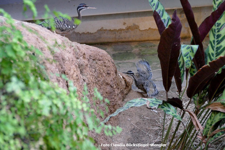 Sonnenralle mit Jungvogel am 9. April 2018 in der Freiflughalle am Vogelhaus im Wuppertaler Zoo (Foto Claudia Böckstiegel-Wengler)