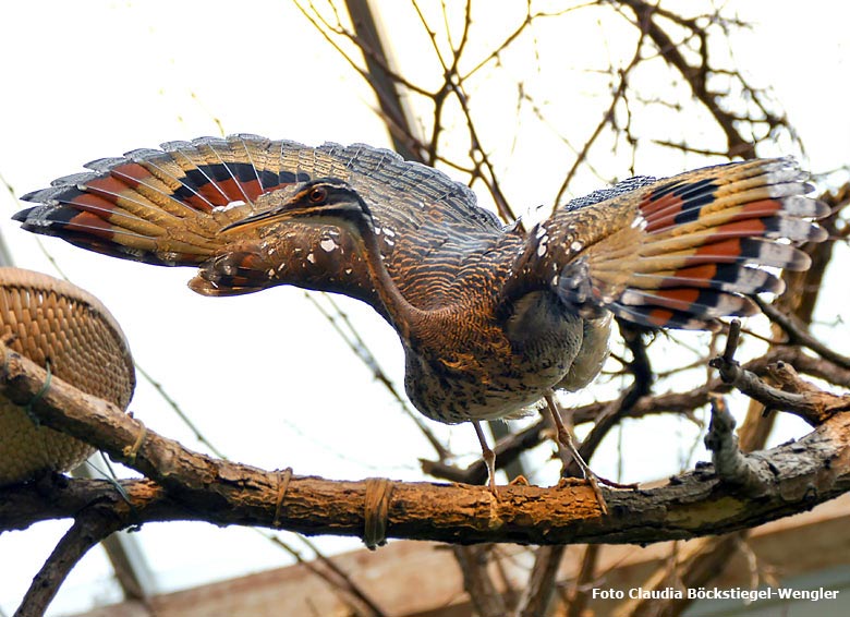 Sonnenralle am 9. April 2018 in der Freiflughalle am Vogelhaus im Zoologischen Garten Wuppertal (Foto Claudia Böckstiegel-Wengler)