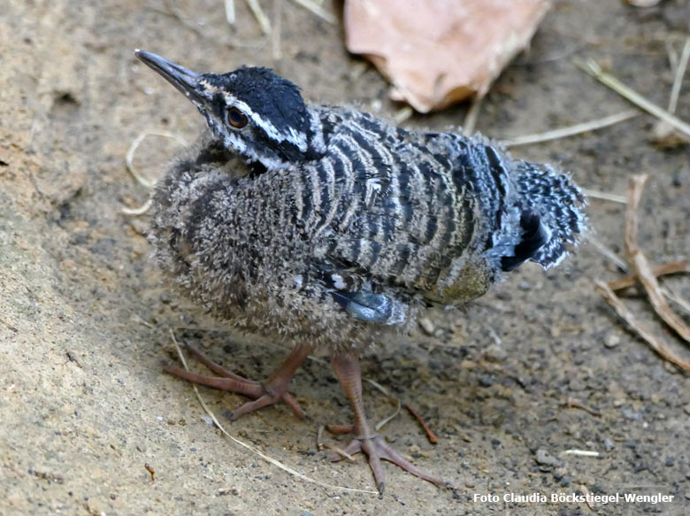 Sonnenrallen-Jungvogel am 9. April 2018 in der Freiflughalle am Vogelhaus im Zoo Wuppertal (Foto Claudia Böckstiegel-Wengler)