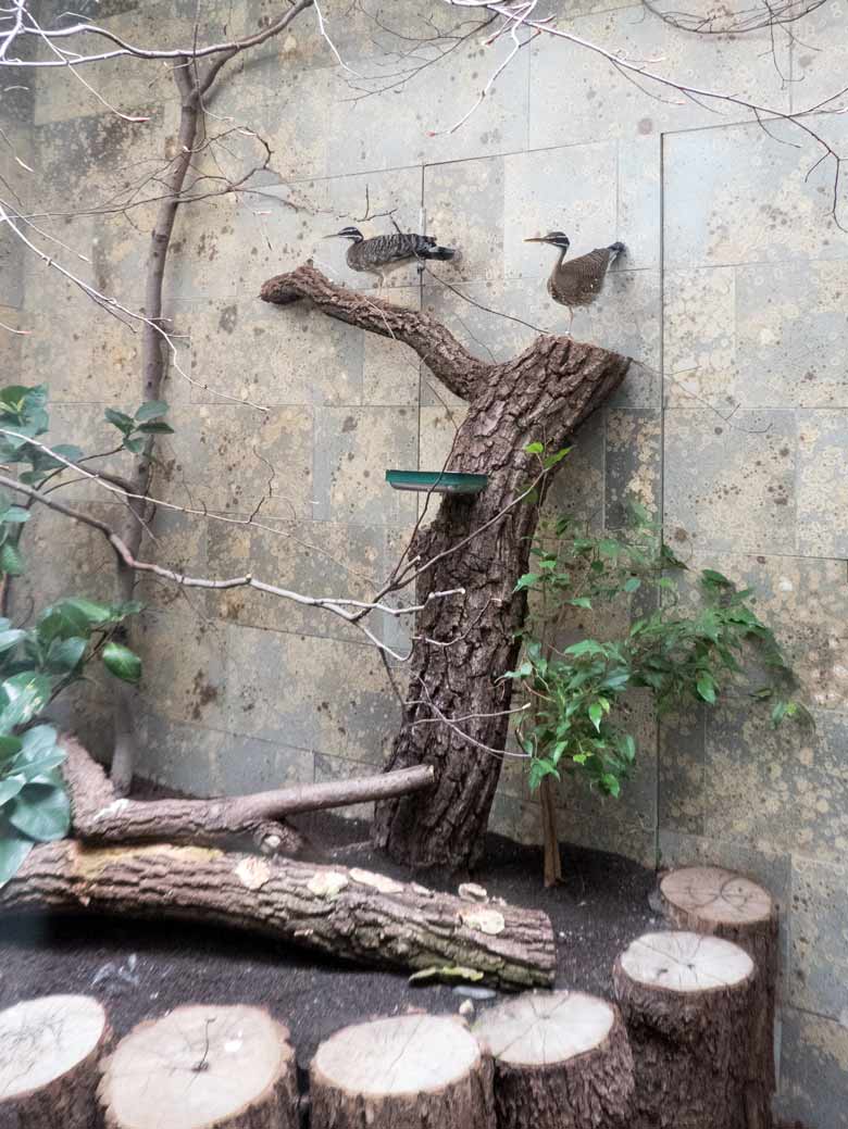 Zwei Sonnenrallen am 7. Juli 2018 im Vogelhaus im Grünen Zoo Wuppertal