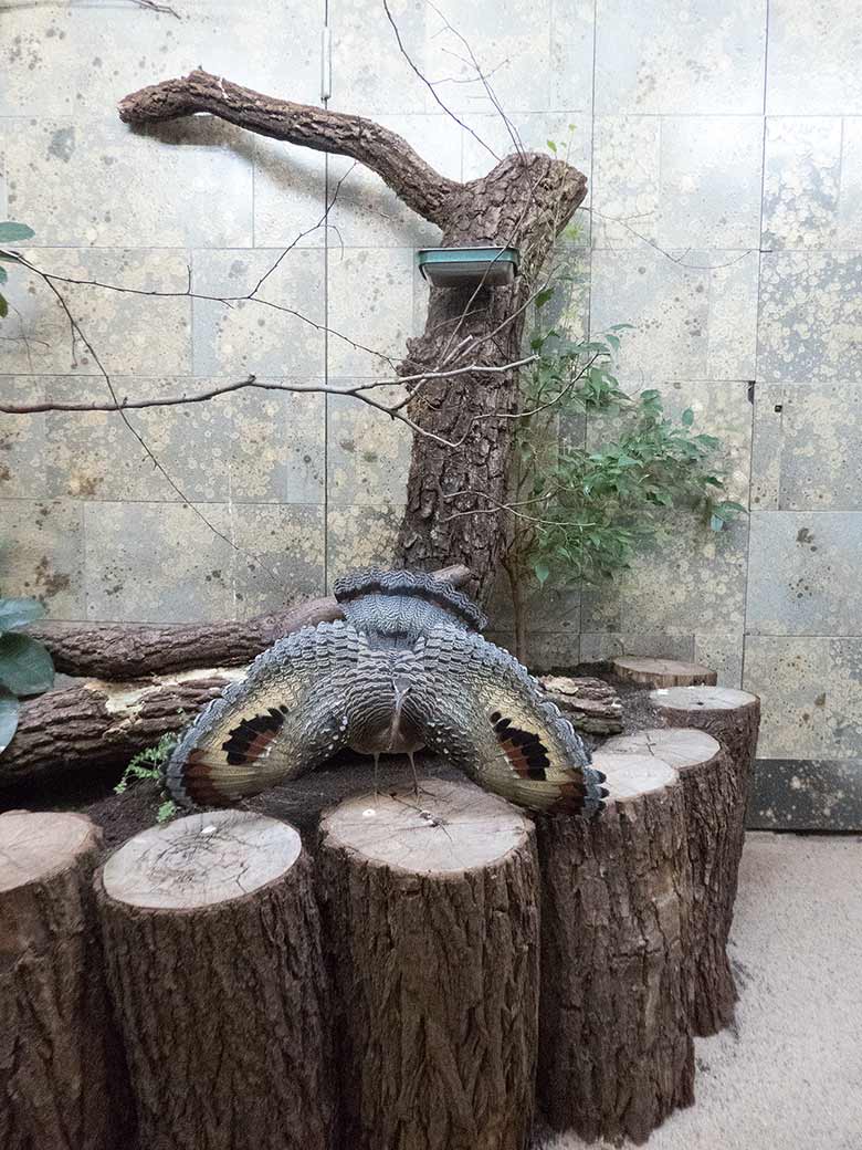 Sonnenralle am 25. August 2018 im Vogelhaus im Grünen Zoo Wuppertal