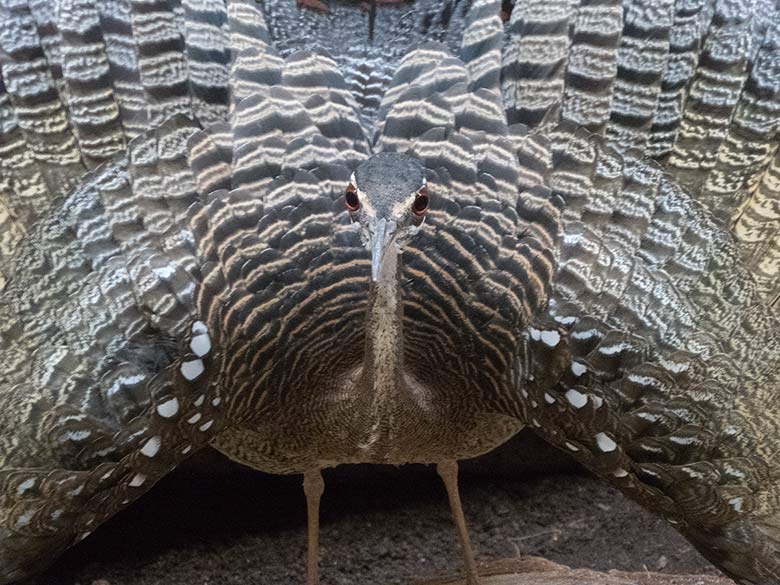 Sonnenralle am 25. August 2018 im Vogelhaus im Zoologischen Garten Wuppertal