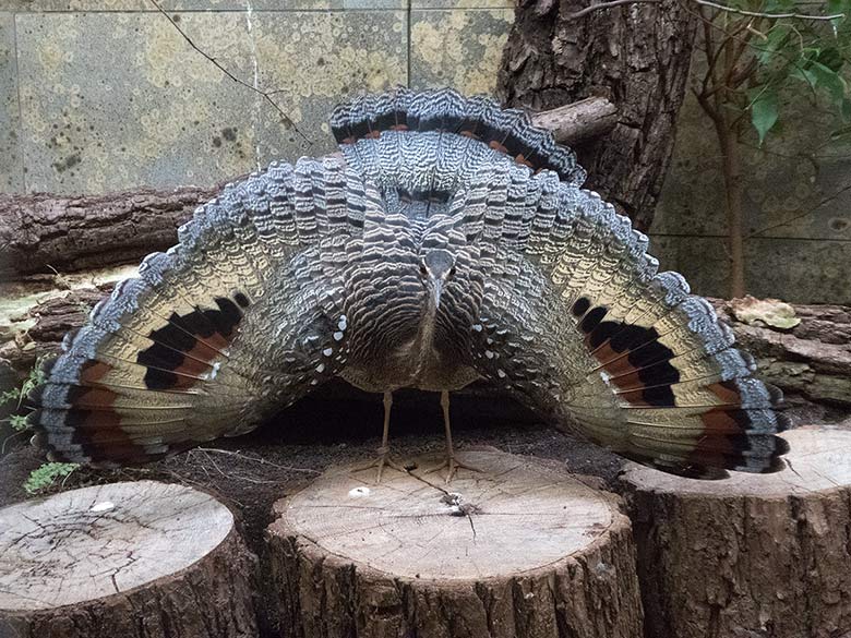 Sonnenralle am 25. August 2018 im Vogelhaus im Wuppertaler Zoo