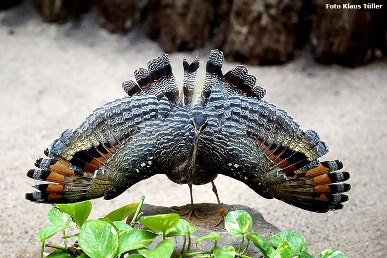 Drohende Sonnenralle am 2. Dezember 2018 im Vogelhaus im Wuppertaler Zoo (Foto Klaus Tüller)