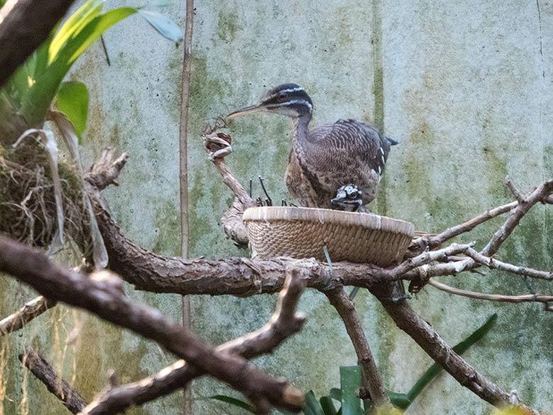 Sonnenralle mit Jungtier am 6. Januar 2019 in der Freiflughalle am Vogelhaus im Grünen Zoo Wuppertal