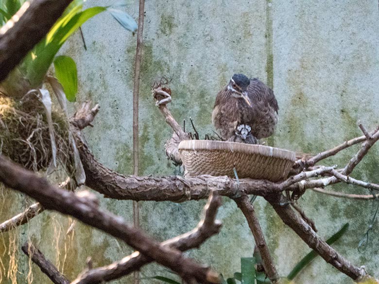 Sonnenralle mit Jungtier am 6. Januar 2019 in der Freiflughalle am Vogelhaus im Zoologischen Garten Wuppertal