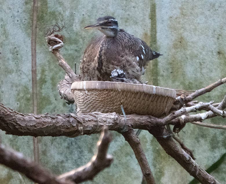 Sonnenralle mit Jungtier am 6. Januar 2019 in der Freiflughalle am Vogelhaus im Wuppertaler Zoo