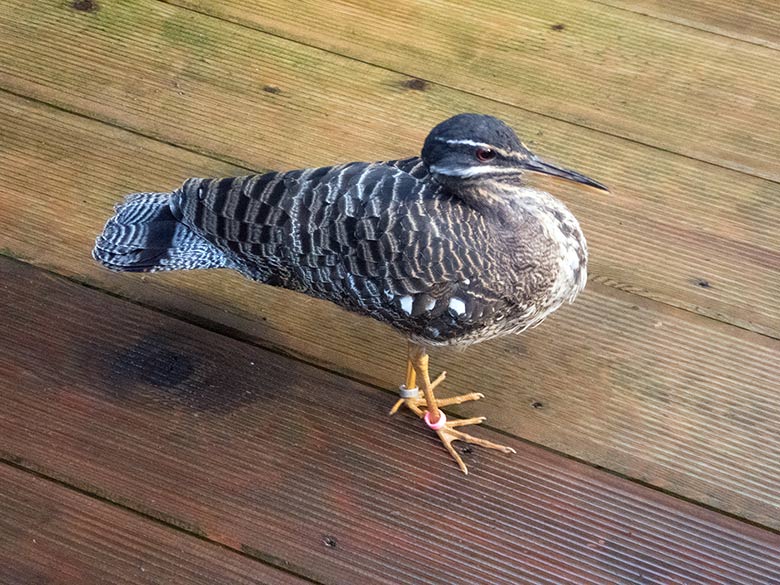 Sonnenralle am 6. Januar 2019 auf dem Besuchersteg in der Freiflughalle am Vogelhaus im Zoo Wuppertal