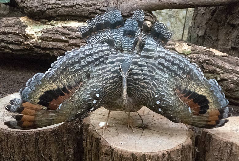 Sonnenralle am 6. Januar 2019 im Schaugehege im Vogelhaus im Zoologischen Garten der Stadt   Wuppertal