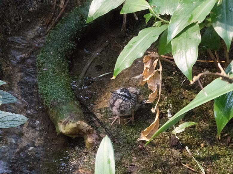 Sonnenrallen-Jungvogel am 12. Januar 2019 in der Freiflughalle am Vogel-Haus im Grünen Zoo Wuppertal