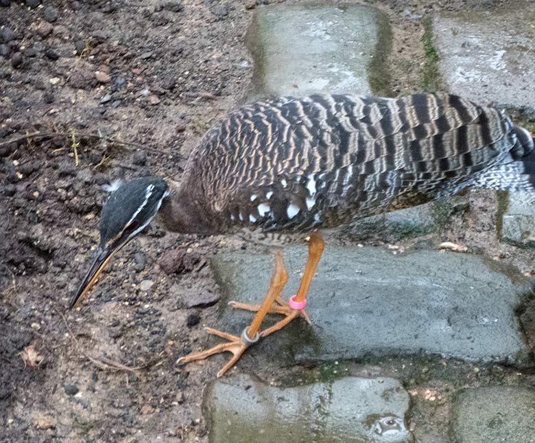 Sonnenrallen-Männchen am 24. März 2019 in der Freiflughalle am Vogel-Haus im Wuppertaler Zoo