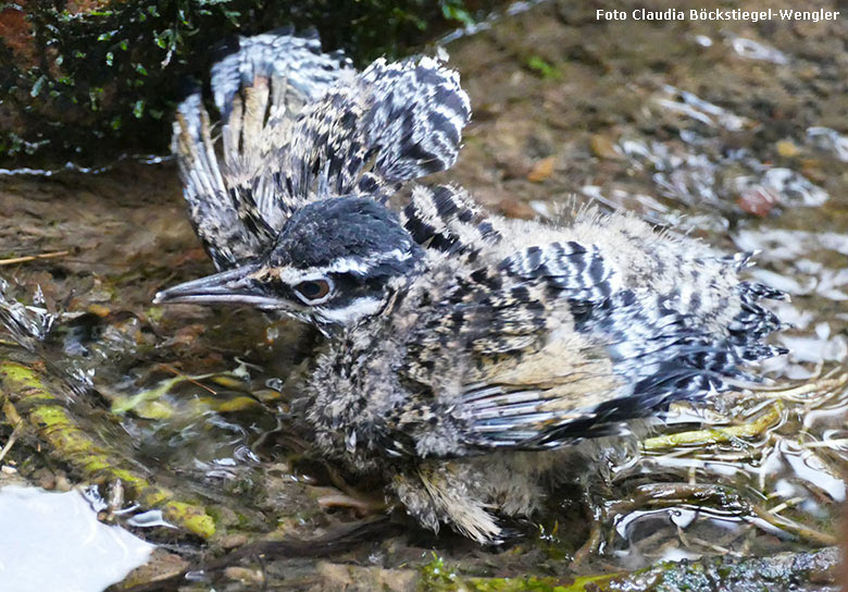 Sonnenrallen-Jungtier am 28. März 2019 in der Freiflughalle am Vogel-Haus im Wuppertaler Zoo (Foto Claudia Böckstiegel-Wengler)