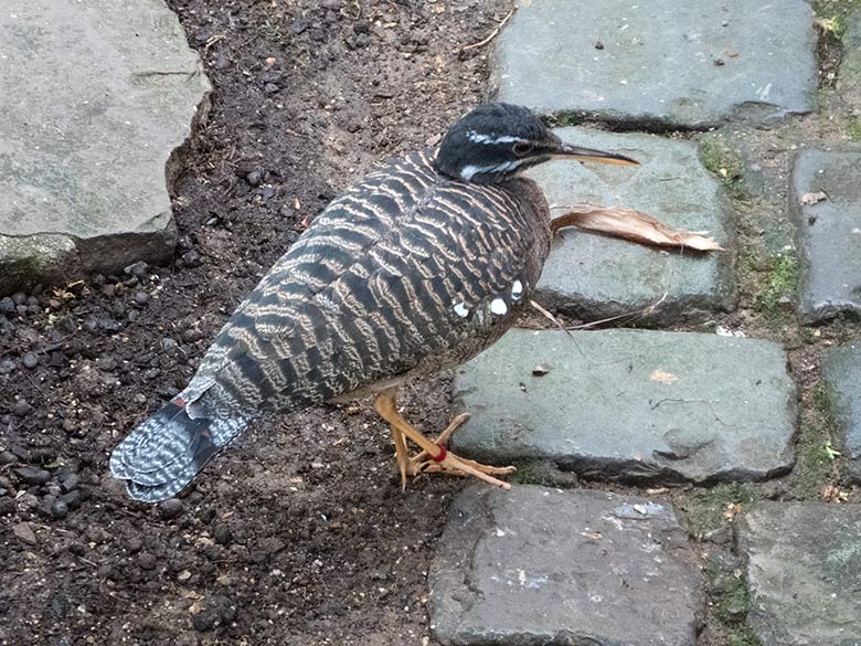 Sonnenrallen-Weibchen am 30. März 2019 in der Freiflughalle am Vogel-Haus im Grünen Zoo Wuppertal