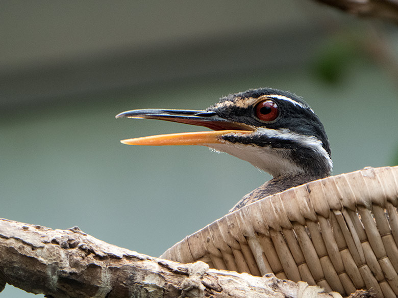 Sonnenralle am 29. Juni 2019 in der Freiflughalle am Vogel-Haus im Grünen Zoo Wuppertal