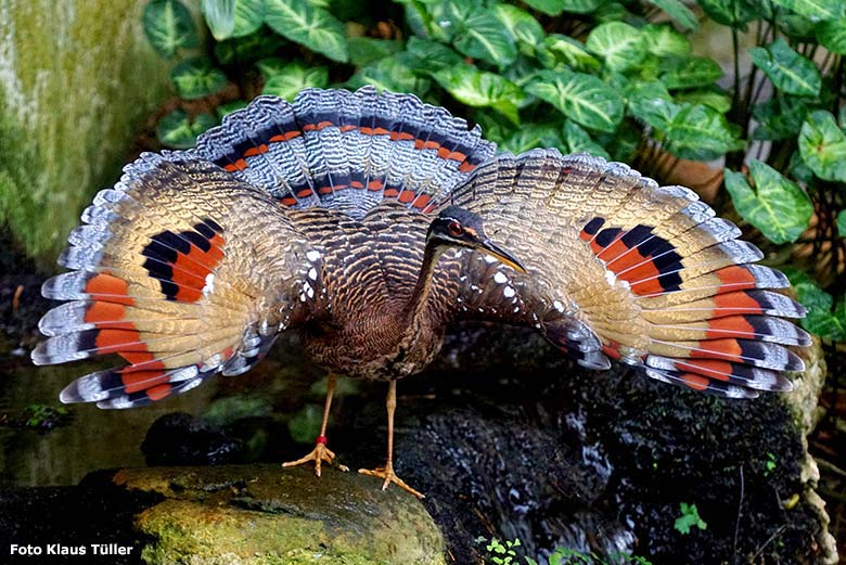 Sonnenralle am 7. September 2019 in der Freiflughalle am Vogel-Haus im Grünen Zoo Wuppertal (Foto Klaus Tüller)