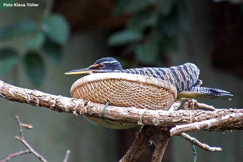 Sonnenralle am 30. September 2019 in der Freiflughalle am Vogel-Haus im Grünen Zoo Wuppertal (Foto Klaus Tüller)