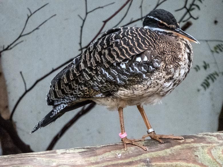 Männliche Sonnenralle am 11. November 2019 in der Freiflughalle am Vogel-Haus im Zoo Wuppertal