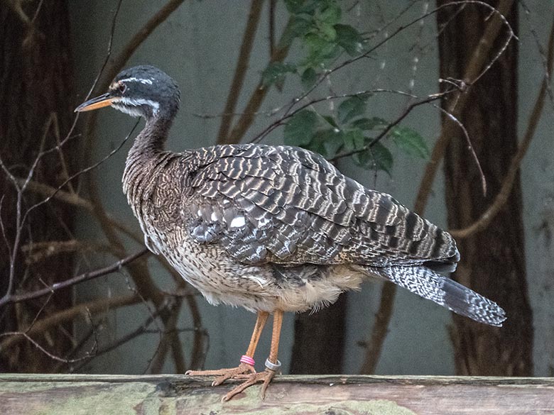 Männliche Sonnenralle am 11. November 2019 in der Freiflughalle am Vogel-Haus im Zoologischen Garten Wuppertal