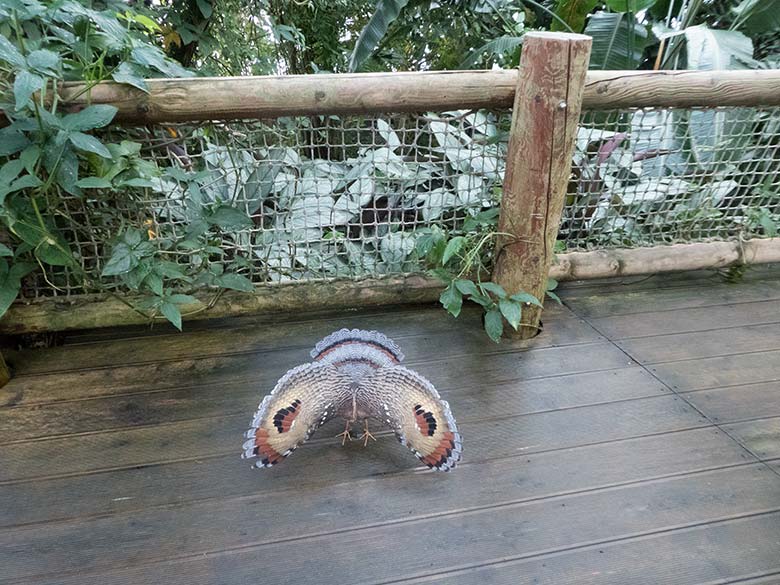 Weibliche Sonnenralle am 24. November 2019 auf dem Besuchersteg in der Freiflughalle am Vogel-Haus im Grünen Zoo Wuppertal