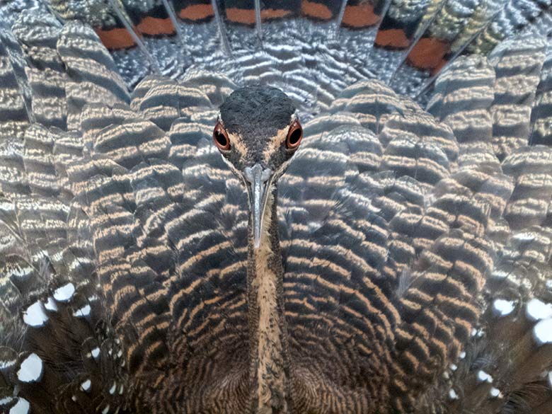 Weibliche Sonnenralle am 24. November 2019 auf dem Besuchersteg in der Freiflughalle am Vogel-Haus im Zoo Wuppertal