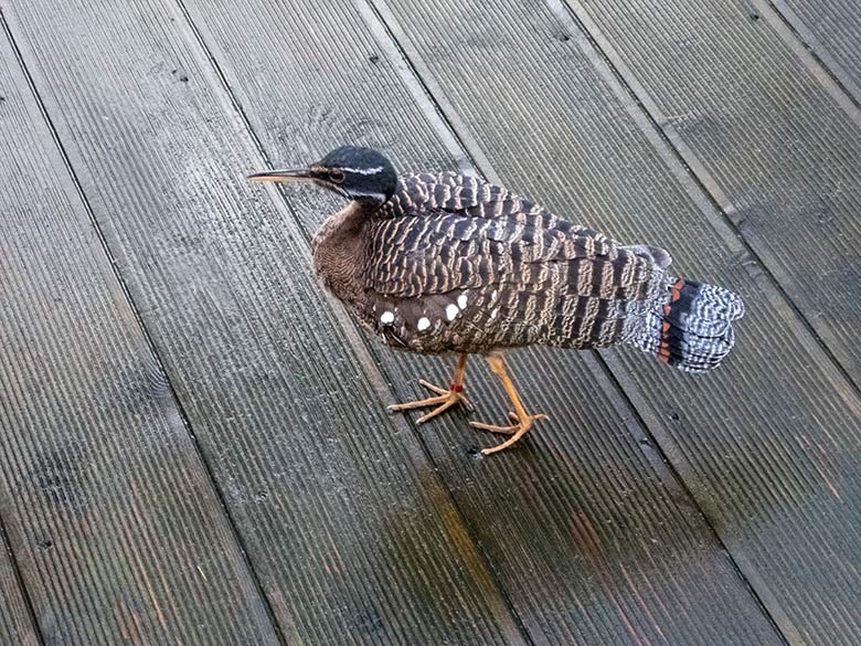 Weibliche Sonnenralle am 24. November 2019 auf dem Besuchersteg in der Freiflughalle am Vogel-Haus im Zoologischen Garten​ der Stadt Wuppertal