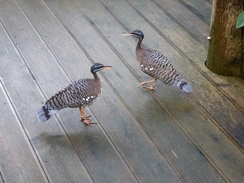 Männliche Sonnenralle und weibliche Sonnenralle am 24. November 2019 auf dem Besuchersteg in der Freiflughalle am Vogel-Haus im Zoo Wuppertal