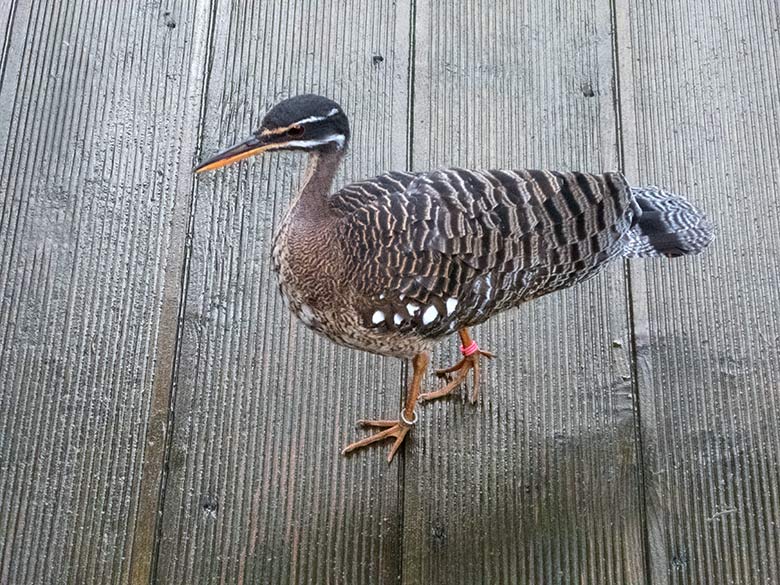 Männliche Sonnenralle am 24. November 2019 auf dem Besuchersteg in der Freiflughalle am Vogel-Haus im Wuppertaler Zoo