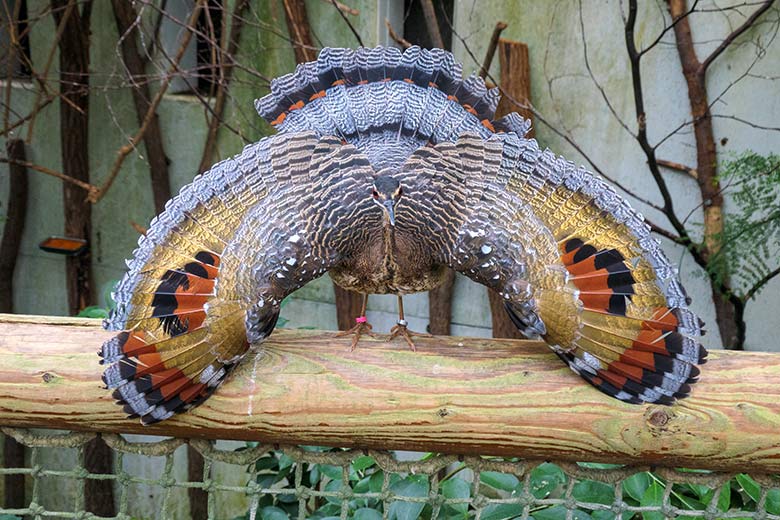 Sonnenralle mit Drohgebärde am 7. Oktober 2021 in der Freiflughalle am Vogel-Haus im Wuppertaler Zoo