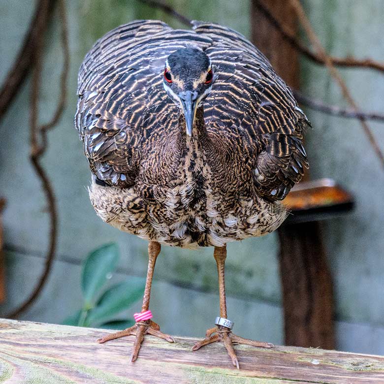 Sonnenralle auf dem Geländer am 7. Oktober 2021 in der Freiflughalle am Vogel-Haus im Zoo Wuppertal