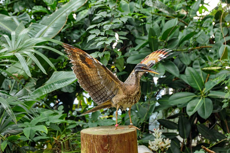 Sonnenralle mit Drohgebärde am 7. Oktober 2021 in der Freiflughalle am Vogel-Haus im Grünen Zoo Wuppertal