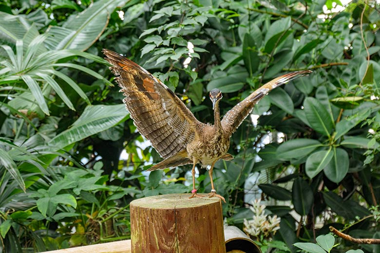 Sonnenralle mit Drohgebärde am 7. Oktober 2021 in der Freiflughalle am Vogel-Haus im Zoologischen Garten Wuppertal