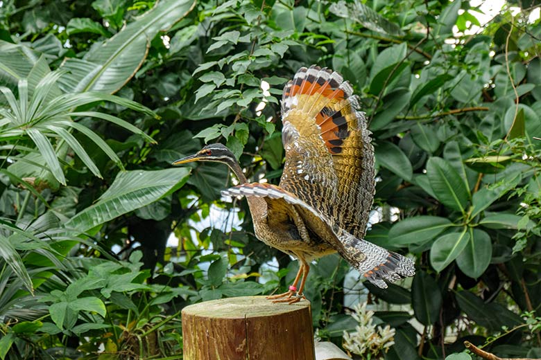 Sonnenralle mit Drohgebärde am 7. Oktober 2021 in der Freiflughalle am Vogel-Haus im Wuppertaler Zoo