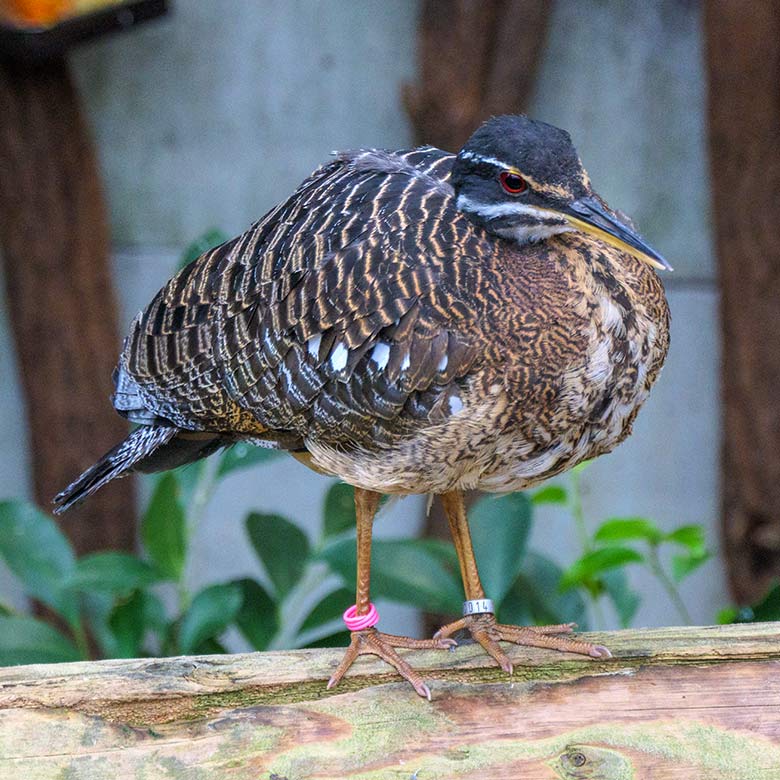 Sonnenralle auf dem Geländer am 27. Oktober 2021 in der Freiflughalle am Vogel-Haus im Zoo Wuppertal