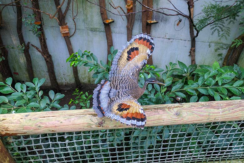 Sonnenralle mit Drohgebärde am 27. Oktober 2021 in der Freiflughalle am Vogel-Haus im Grünen Zoo Wuppertal