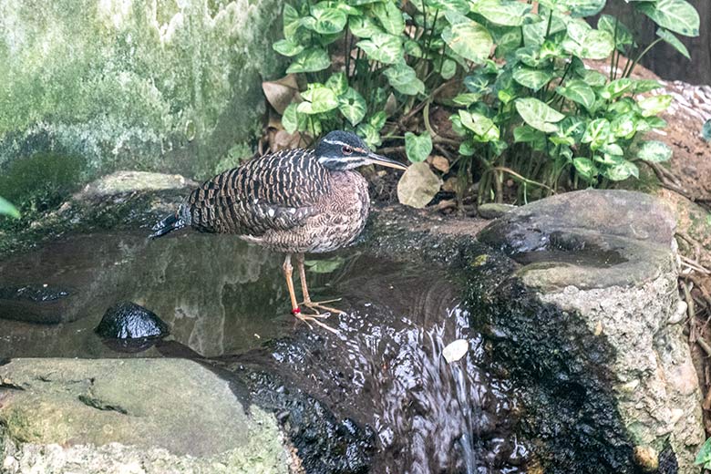 Sonnenralle am Wasserbecken am 3. Dezember 2021 in der Freiflughalle am Vogel-Haus im Wuppertaler Zoo