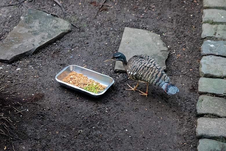 Sonnenralle an der Futterstelle am 22. Dezember 2021 in der Freiflughalle am Vogel-Haus im Zoologischen Garten Wuppertal