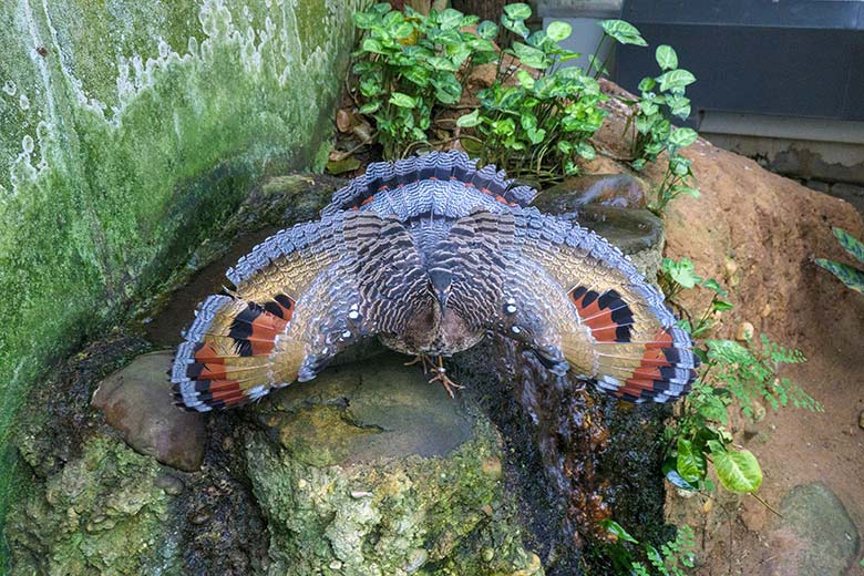 Sonnenralle mit Drohgebärde am 21. Januar 2022 in der Freiflughalle am Vogel-Haus im Zoologischen Garten der Stadt Wuppertal