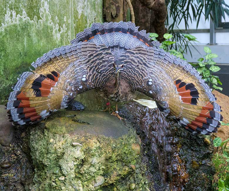 Sonnenralle mit Drohgebärde am 21. Januar 2022 in der Freiflughalle am Vogel-Haus im Wuppertaler Zoo