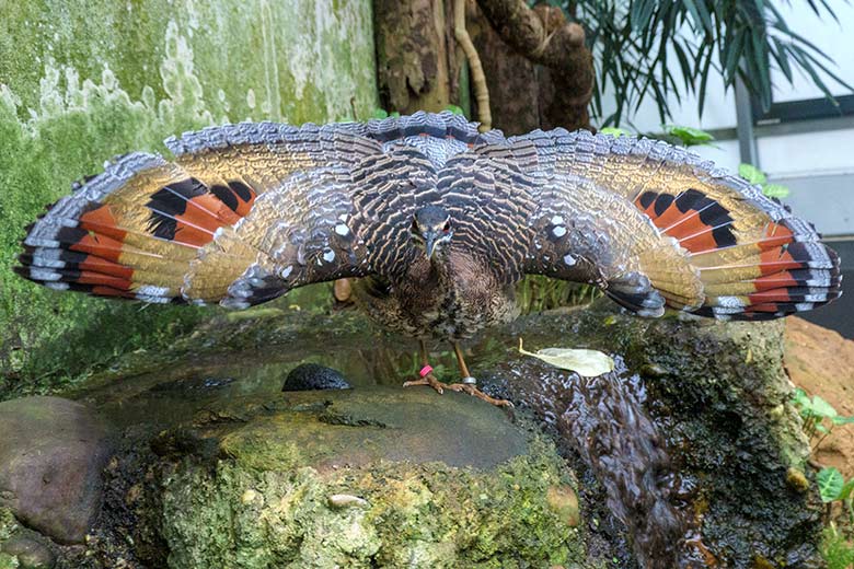 Sonnenralle mit Drohgebärde am 21. Januar 2022 in der Freiflughalle am Vogel-Haus im Grünen Zoo Wuppertal