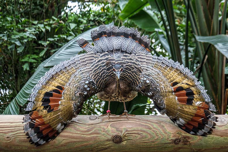 Sonnenralle mit Drohgebärde am 7. September 2022 in der Freiflughalle am Vogel-Haus im Wuppertaler Zoo