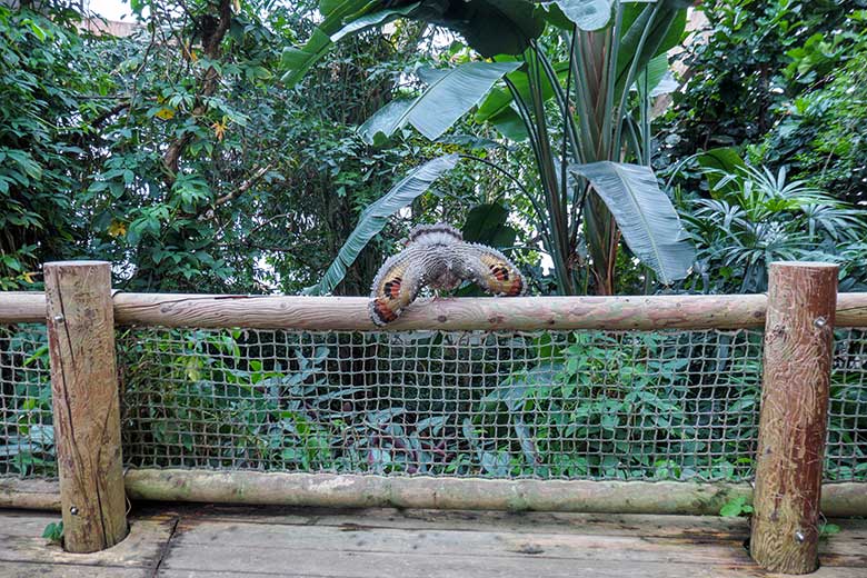 Sonnenralle mit Drohgebärde am 7. September 2022 in der Freiflughalle am Vogel-Haus im Grünen Zoo Wuppertal