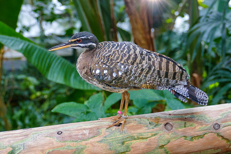 Sonnenralle mit Drohgebärde am 9. Januar 2023 in der Freiflughalle am Vogel-Haus im Grünen Zoo Wuppertal