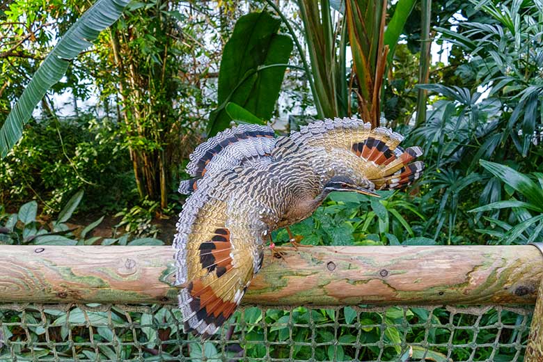 Sonnenralle mit Drohgebärde am 9. Januar 2023 in der Freiflughalle am Vogel-Haus im Zoologischen Garten Wuppertal