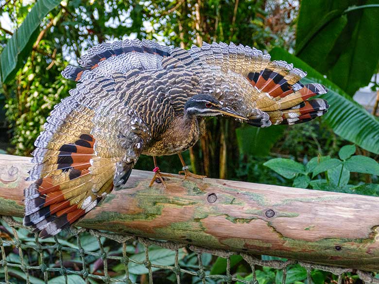 Sonnenralle mit Drohgebärde am 9. Januar 2023 in der Freiflughalle am Vogel-Haus im Wuppertaler Zoo