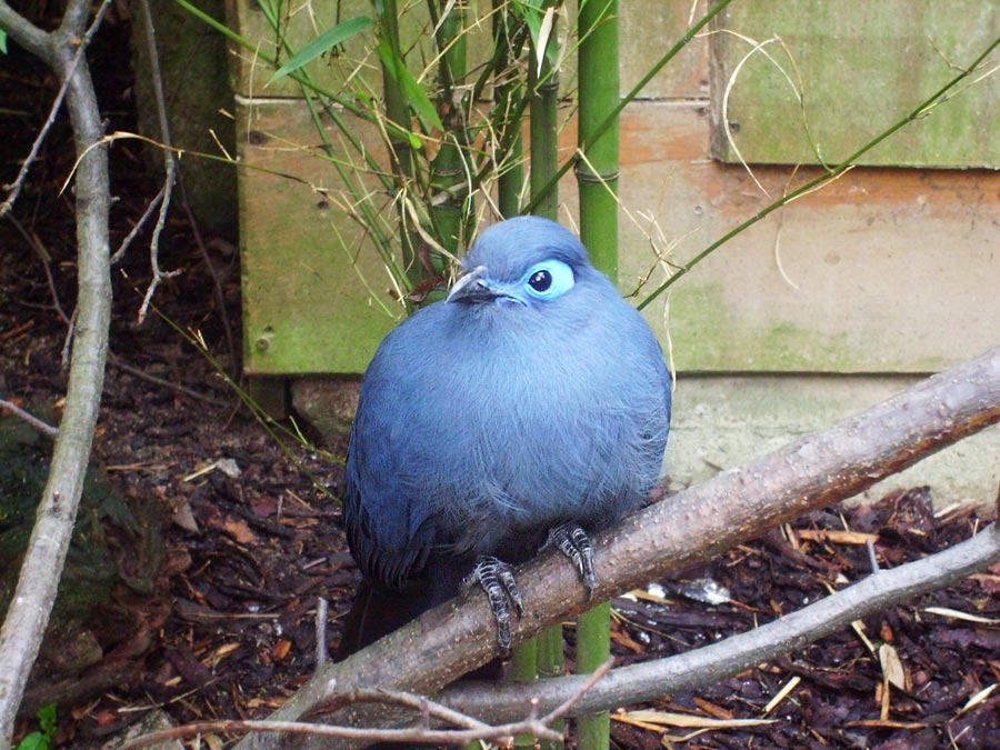 Blauer Seidenkuckuck im Wuppertaler Zoo im Mai 2010