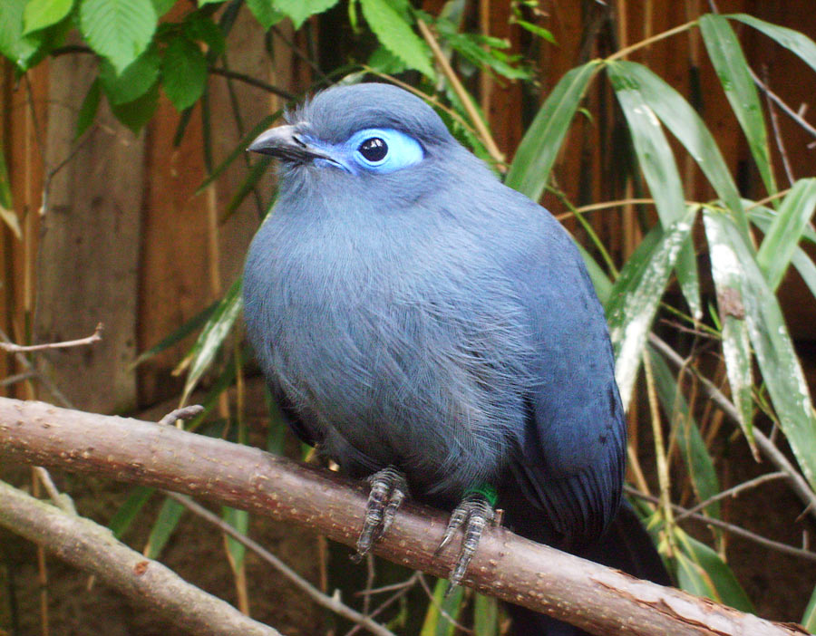 Blauer Seidenkuckuck im Zoo Wuppertal im Mai 2010