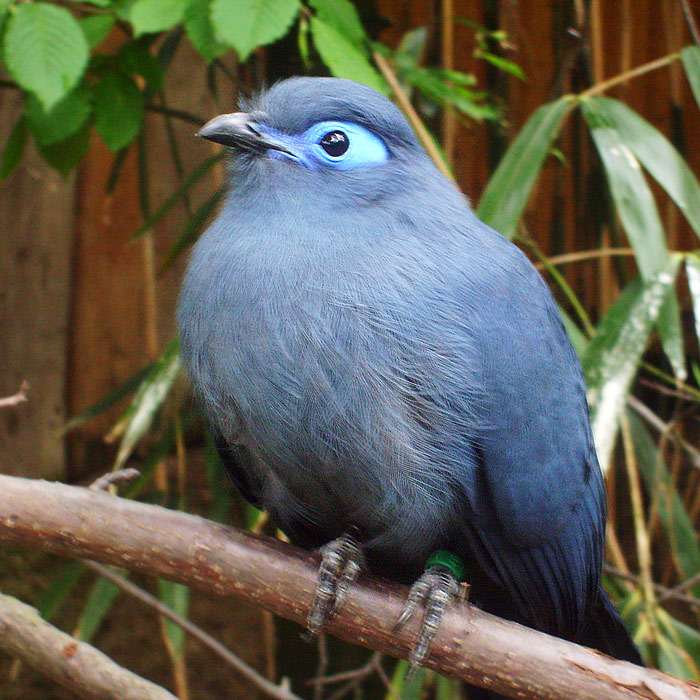 Blauer Seidenkuckuck im Wuppertaler Zoo im Mai 2010