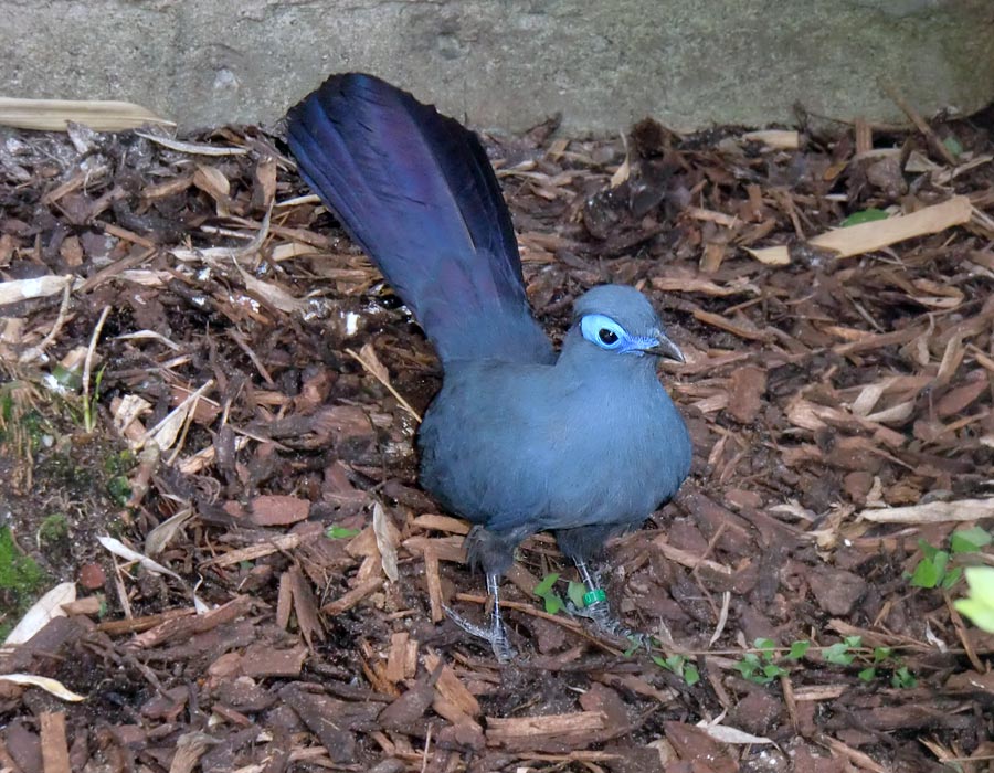 Blauer Seidenkuckuck im Zoo Wuppertal im Juni 2010