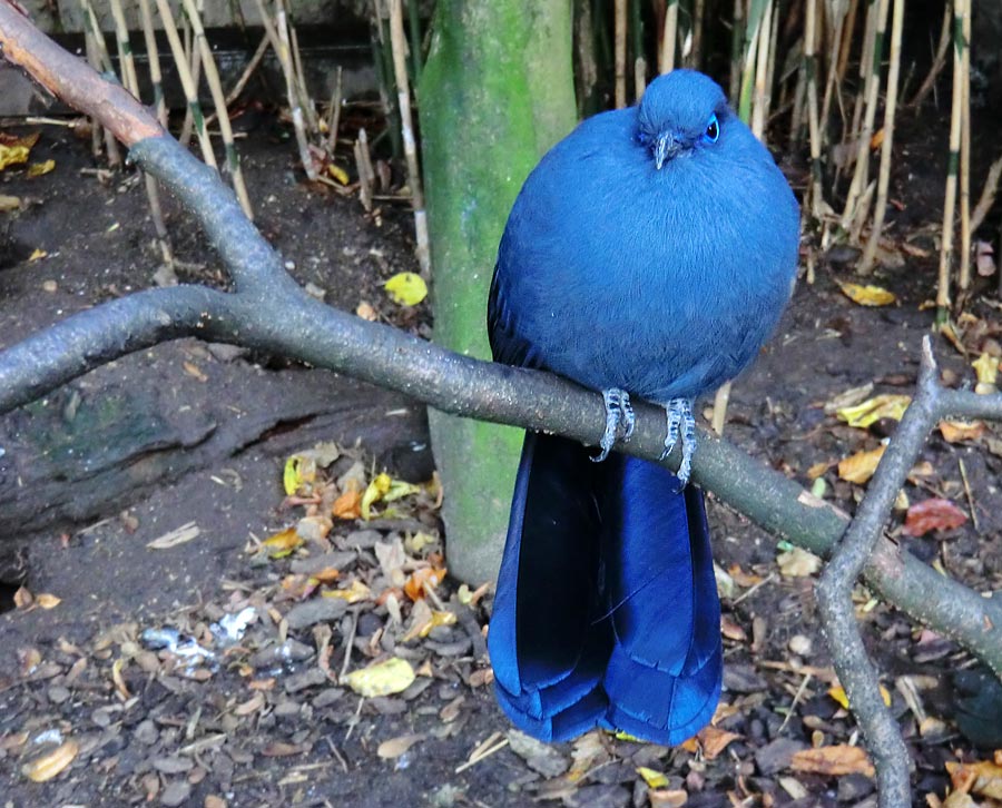 Blauer Seidenkuckuck im Zoologischen Garten Wuppertal im Oktober 2013